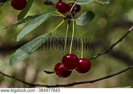 Cherry Or Sour Cherry Twig With Sweet Appetizing Red Fruits In The Garden, Sofia, Bulgaria