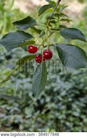 Cherry Or Sour Cherry Twig With Sweet Appetizing Red Fruits In The Garden, Sofia, Bulgaria