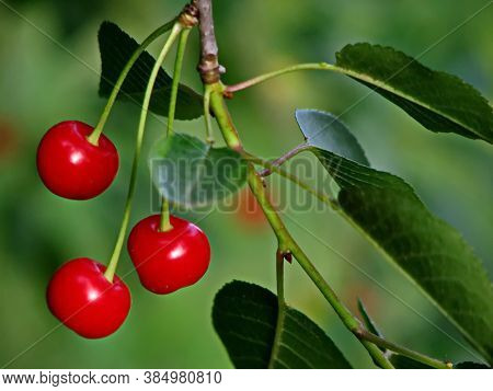 Cherry Or Sour Cherry Twig With Sweet Appetizing Red Fruits In The Garden, Sofia, Bulgaria