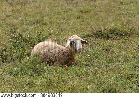 A Herd Of White Sheep Grazes On A Fenced Pasture