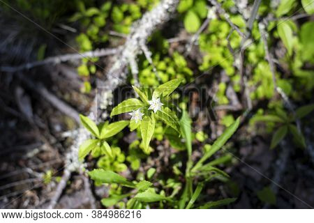 Two Starflowers, Trientalis Borealis, Blooming In Early Spring In The Maine Downeast Woods On A Sunn