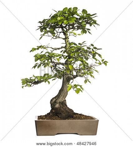 Albero dei bonsai Carpino, Carpinus, isolata on white