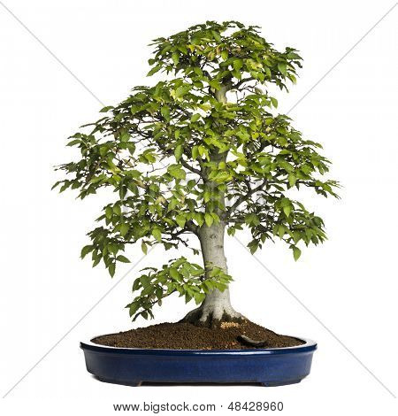 Buk bonsaje strom, fagus sylvatica, izolovaných na bílém