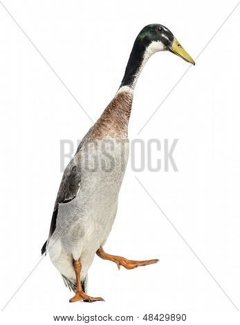 Mužské Indický běžec, Anas platyrhynchos domesticus, chůze, izolované na bílém