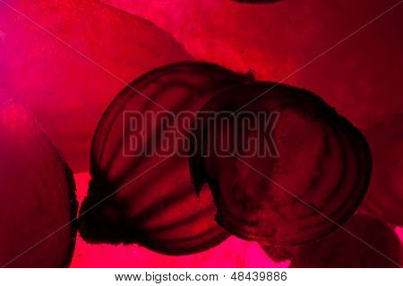 sliced raw beet in water. Close up