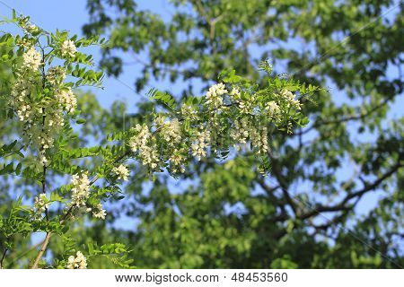Locust Blossom