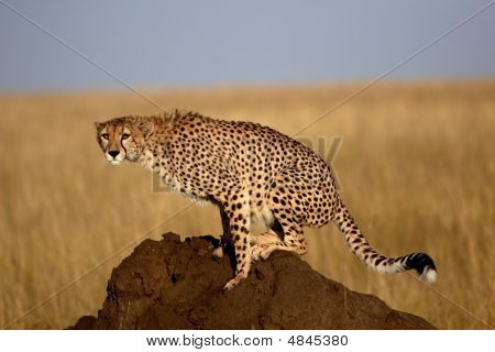 Cheetah