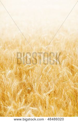 Fondo de trigo de oro