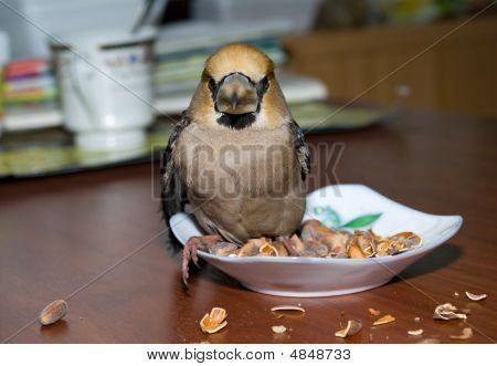새 Hawfinch