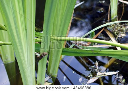 Dragonflies Exoskeleton