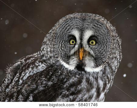 Great Gray Owl Face