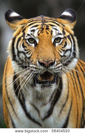 malayan tiger