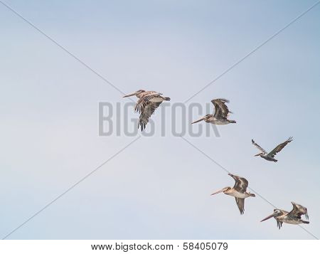 A Variety Of Seabirds At The Seashore