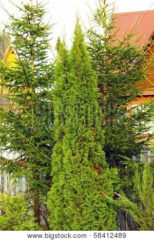 Arborvitae And Spruce Trees