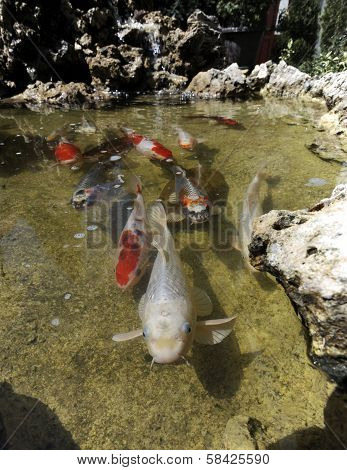 Fish flock