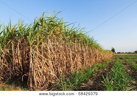 Sugarcane Field