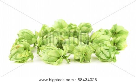 Close up of green hop.
