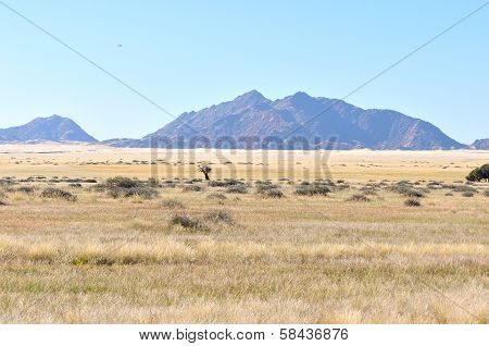 Grass And Mountain Landscape