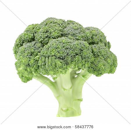 Broccoli vegetable.