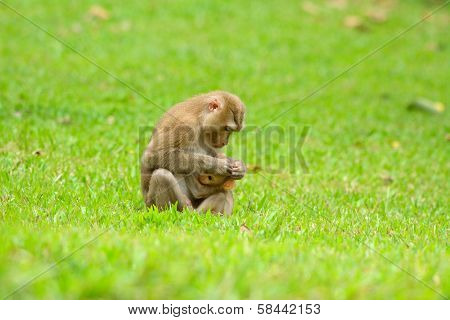 Pig-tailed Macaque