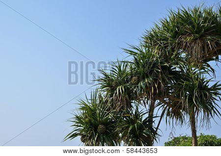 Adan Fruit Trees