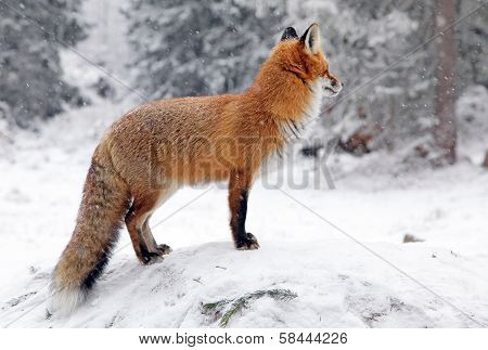 Fox In Forest At High Tatras, Slovakia