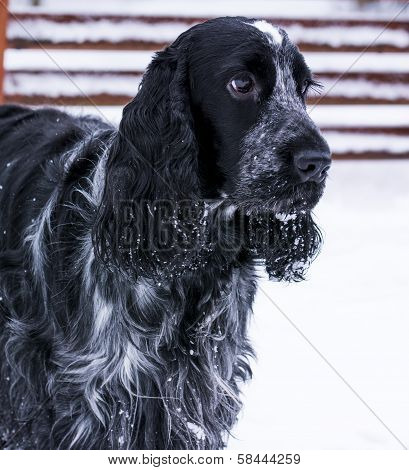 Cockerspaniel