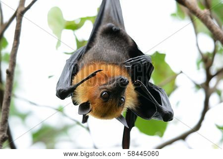 Lyie's Flyingfox