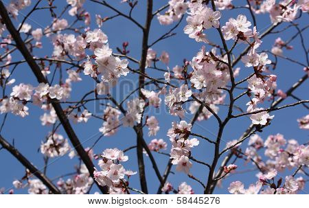 Pink japanese cherry twig blossom blue background