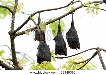 Lyie's Flyingfox