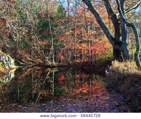 Fall leaves reflected in Stoney Creek