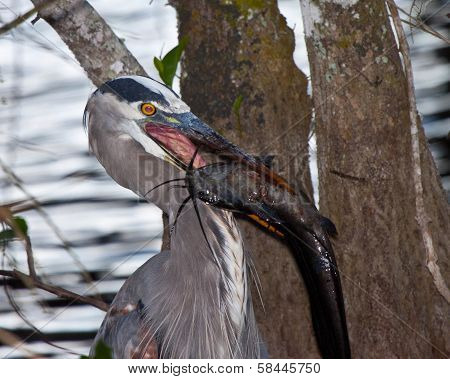 Great blue heron fishing