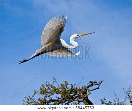 Great Egret building nest