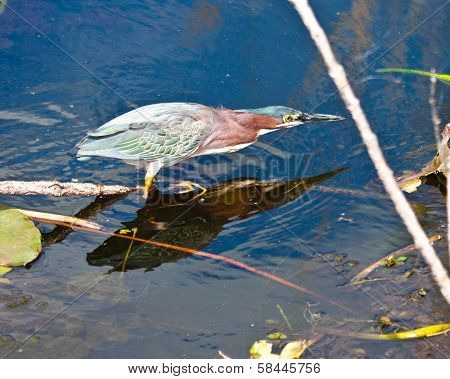 Green Heron hunting in Florida