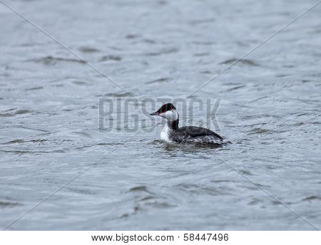 Slavonian Grebe