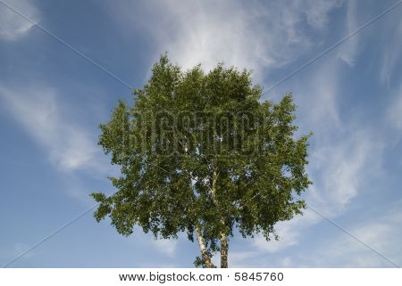 Baum straggle