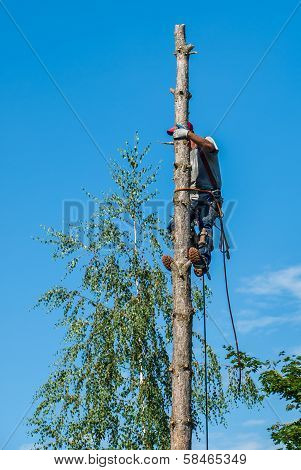 An Arborist Cutting Down A Tree Piece By Piece