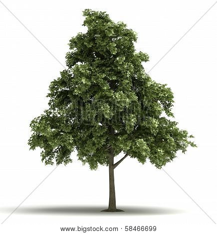 Single Oak Tree