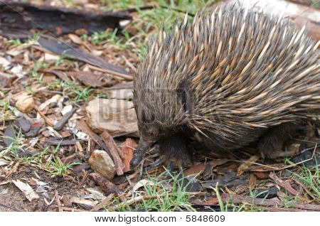 Australský Echidna Mravenečník