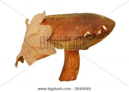 mantar