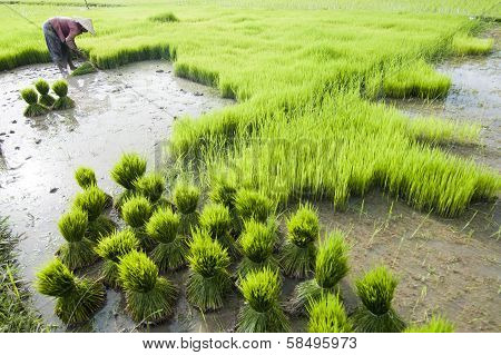 Rice Plantation In Laos