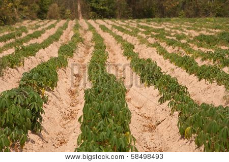 Cassava Growers.