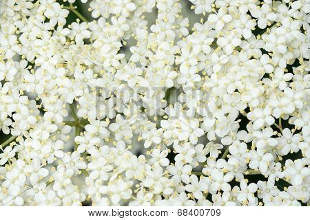 Detail Of Elder Flower Sambucus Nigra