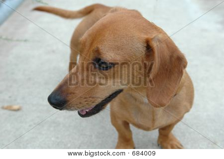 Hotdog