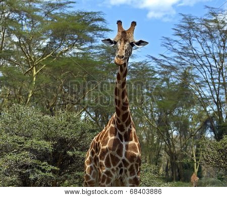 Giraffe