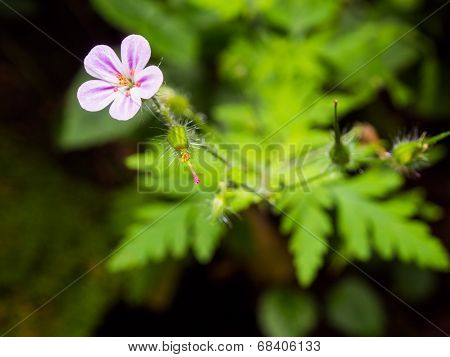 Purple meadow flower