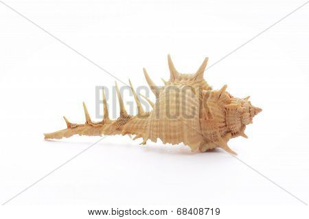 Sea Shell, Isolated On White Background