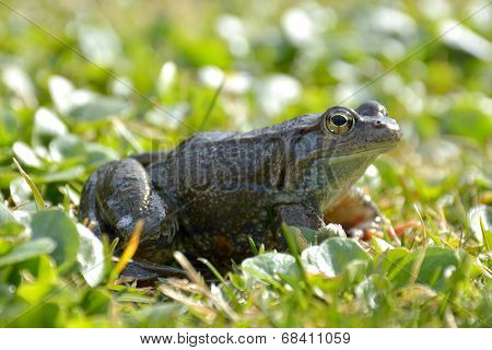 Agile Frog (rana Dalmatina) In Grass