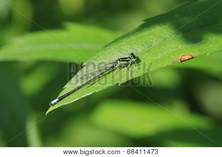 Eastern Forktail Damselfly male
