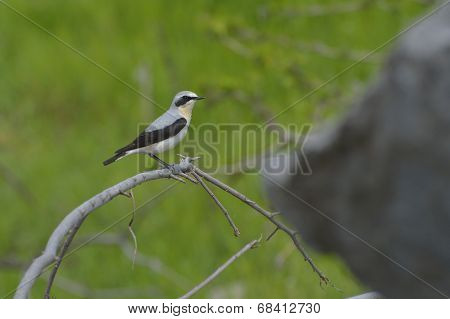 Northern Wheatear, Oenanthe Oenanthe, Single Male